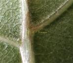  Leaf-Abaxial view